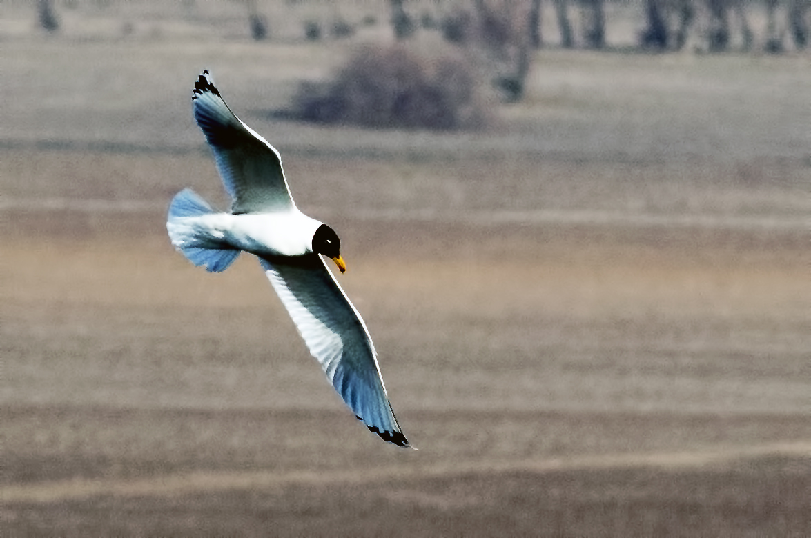Pallas's Gull — Ana fotoğraf
